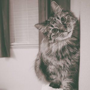 Meet your Posher, Elaine